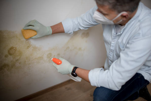 Best Post-Flood Mold Remediation in Dallas, OR