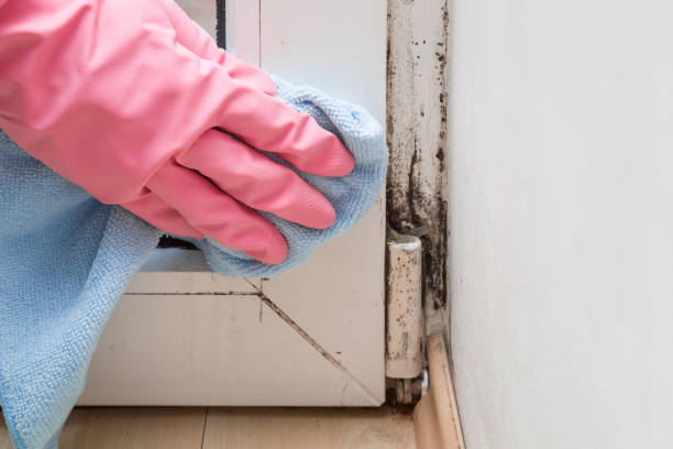 Best Localized Mold Remediation (e.g., coastal areas, humid climates) in Dallas, OR
