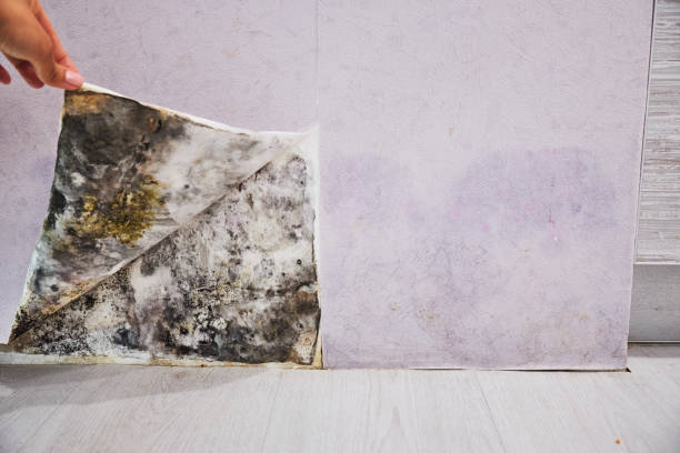 Best Kitchen Mold Remediation in Dallas, OR
